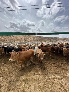 Inicia USDA revisión en Sonora como paso para la reapertura de la frontera: Gobierno de Sonora
