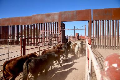 Anuncia Gobernador Durazo próxima reapertura para cruce de ganado por Agua Prieta a Estados Unidos