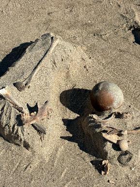 Arqueólogos del Centro INAH Sonora llevaron a cabo el registro y recuperación de un entierro prehispánico