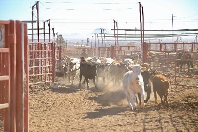 Gestiones del Gobernador Durazo reanudan en Sonora la exportación de ganado a Estados Unidos