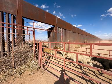 Se reactiva cruce total de ganado por frontera de Sonora