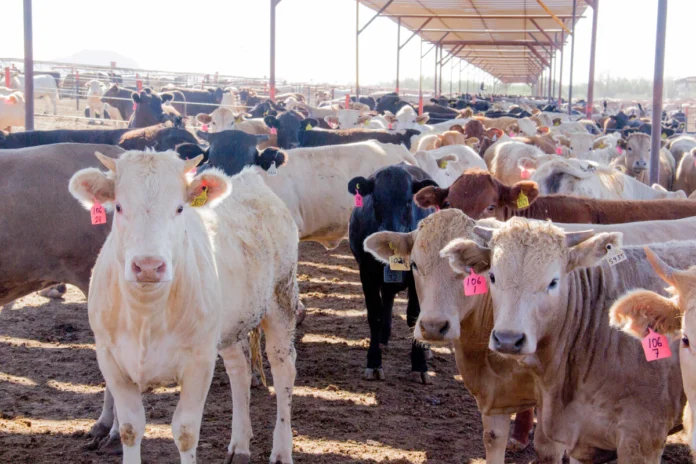 Ganado bovino en rancho del Valle del Yaqui afectado por robo de ganado