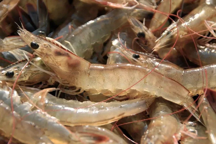 Producción récord de camarón en Sonora 2025 en granjas acuícolas de Guaymas