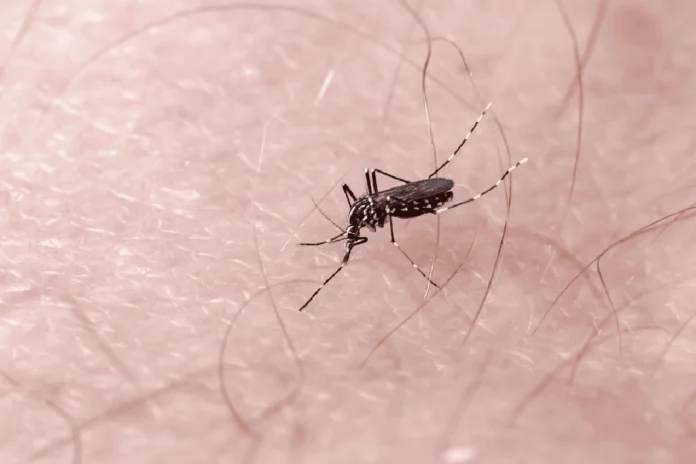 Mosquito transmisor del dengue en Sonora ante aumento de casos en 2026
