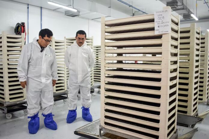Liberación de 2.5 millones de moscas estériles contra el gusano barrenador en Chihuahua.