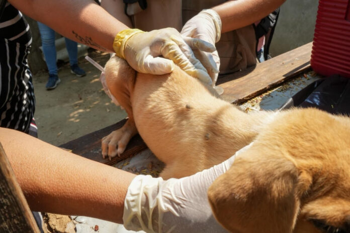 Personal de Salud Sonora realiza acciones preventivas contra la rickettsia en viviendas y mascotas