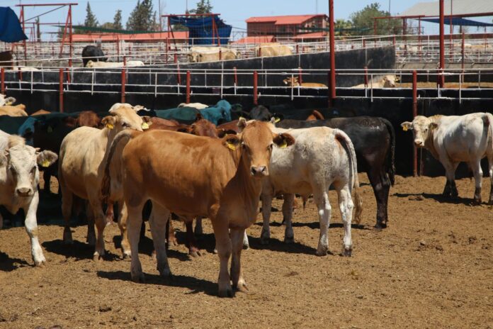 Reapertura de la exportación de ganado por la estación cuarentenaria de Agua Prieta, Sonora