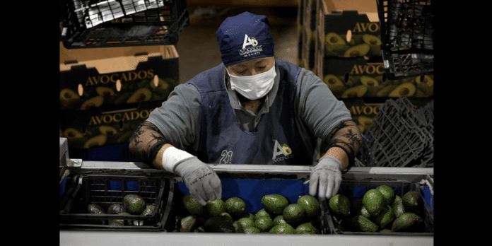 Estados Unidos reanuda inspecciones para exportar aguacate de Michoacán