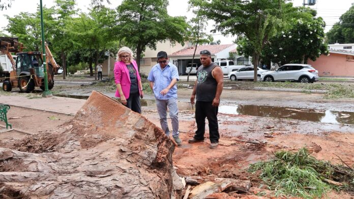 Claudia Santacruz supervisa trabajos tras lluvias y fuertes vientos en Cajeme