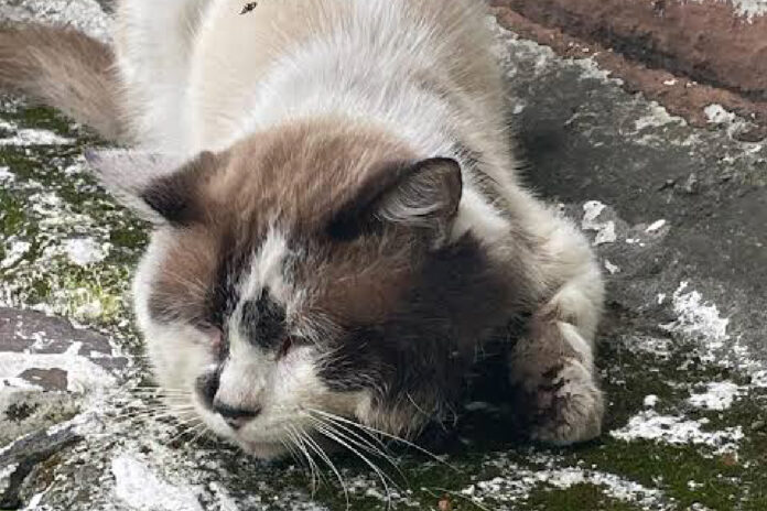 Gato con larvas en una herida genera sospecha de gusano barrenador en Álamos