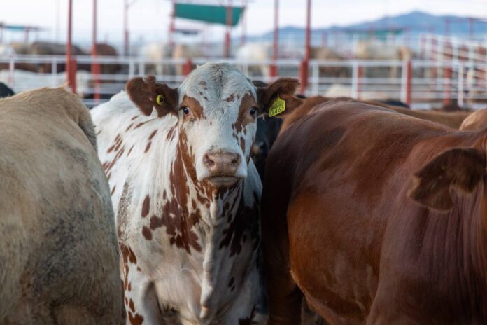 Ganado bovino destinado a exportación en Sonora, en el contexto de la ampliación de la capacidad de cruce hacia Estados Unidos.