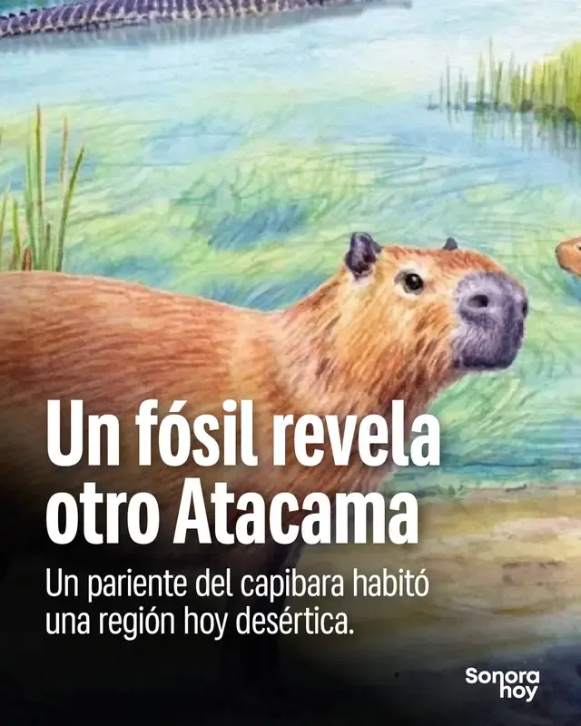 En el actual desierto de Atacama encontraron un fósil de un pariente de los capibaras que vivió hace unos 8.8 millones de años. Su presencia, junto con otras evidencias, apunta a ambientes húmedos donde hoy domina la aridez. Un pequeño hallazgo para entender un cambio enorme. #Ciencia #Capibaras #Naturaleza